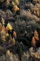 <center>Gris, vert et ocre : délicat contraste ! automne alpes arbresgrand paradis 